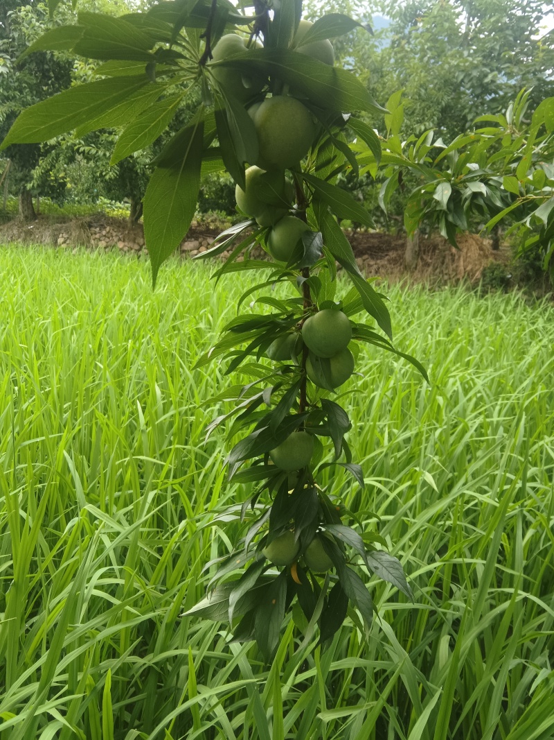 李子