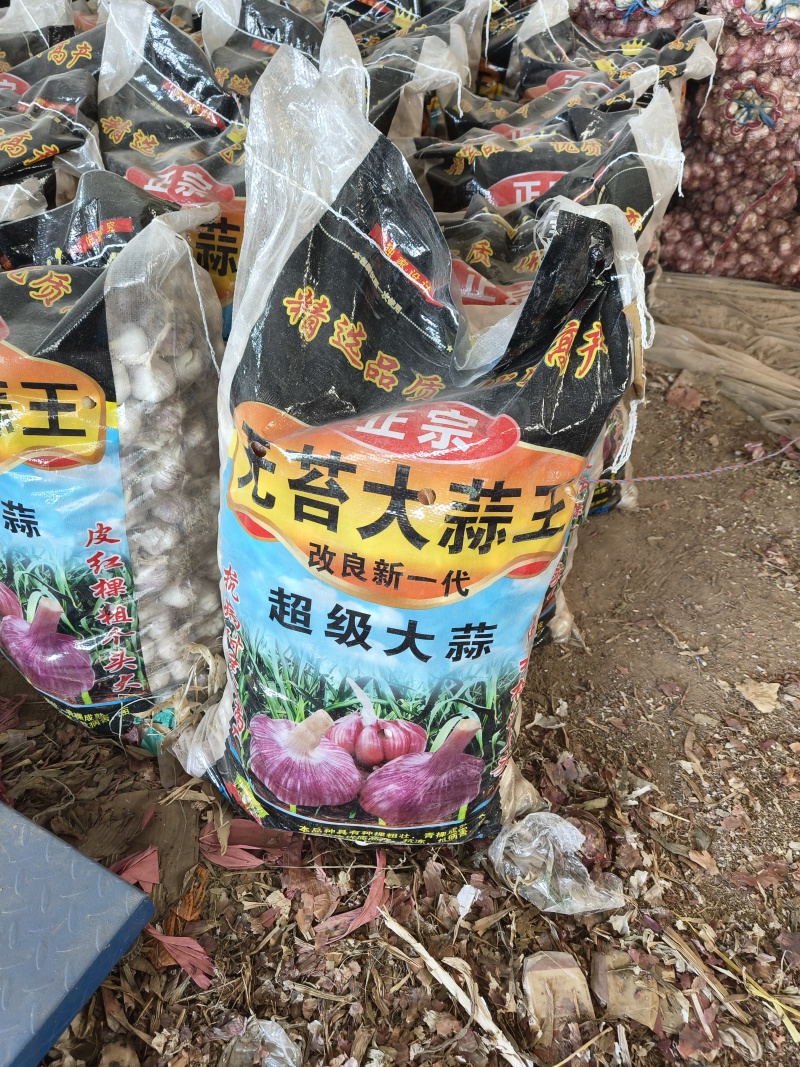 无苔大清课蒜种，质量很好，纯度真，质量很好，
