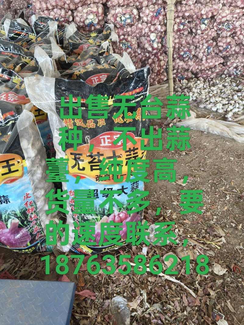 无苔大清课蒜种，质量很好，纯度真，质量很好，