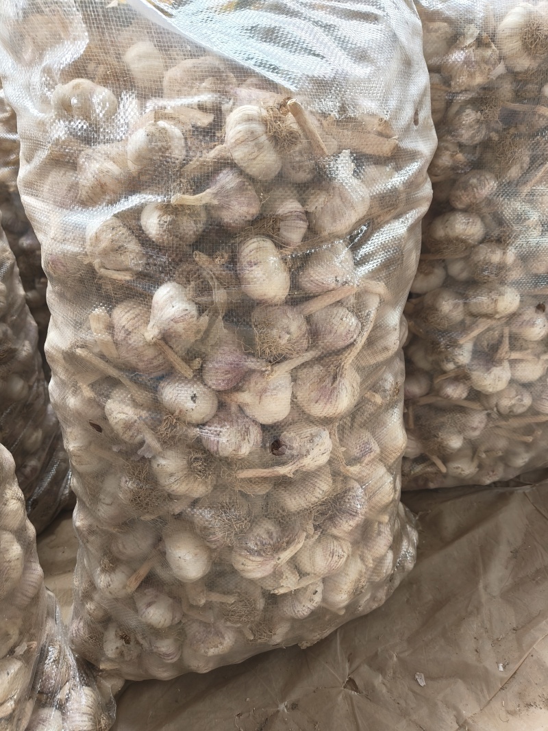无苔大清课蒜种，质量很好，纯度真，质量很好，