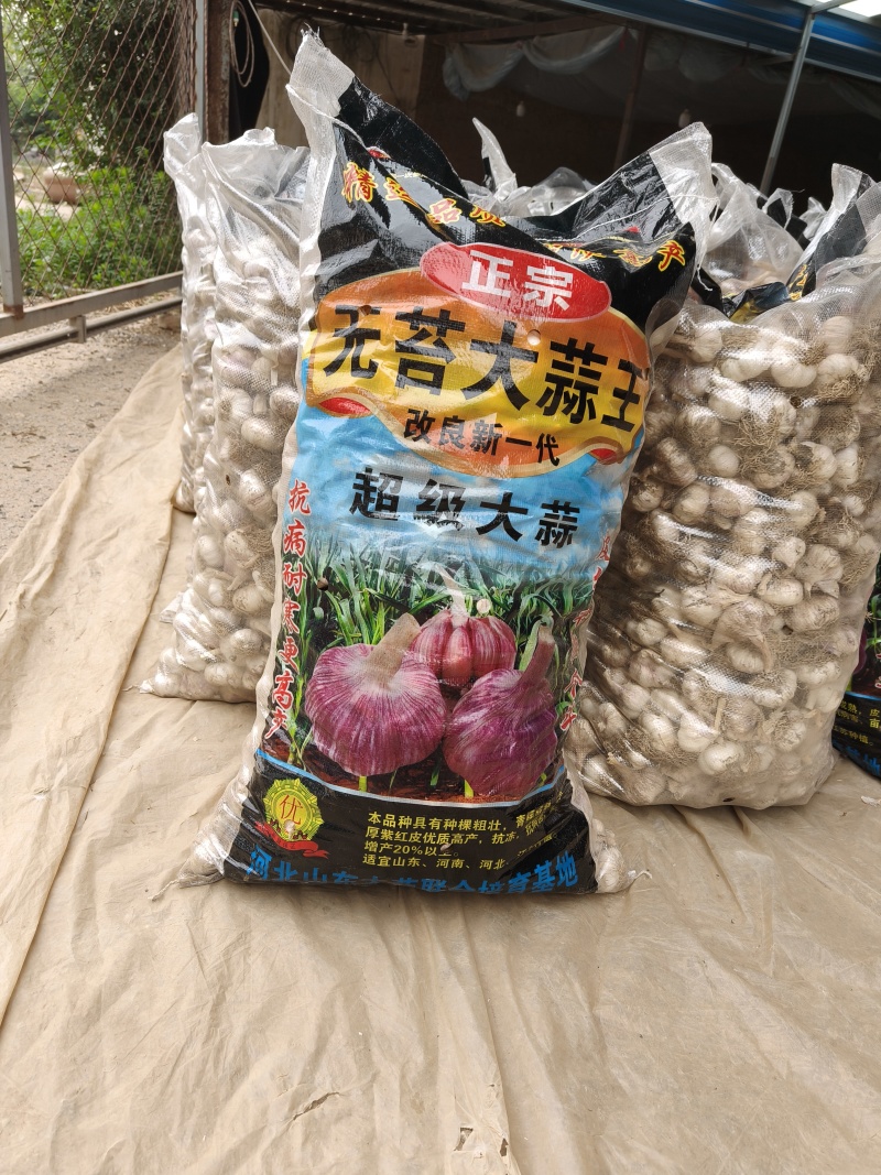无苔大清课蒜种，质量很好，纯度真，质量很好，