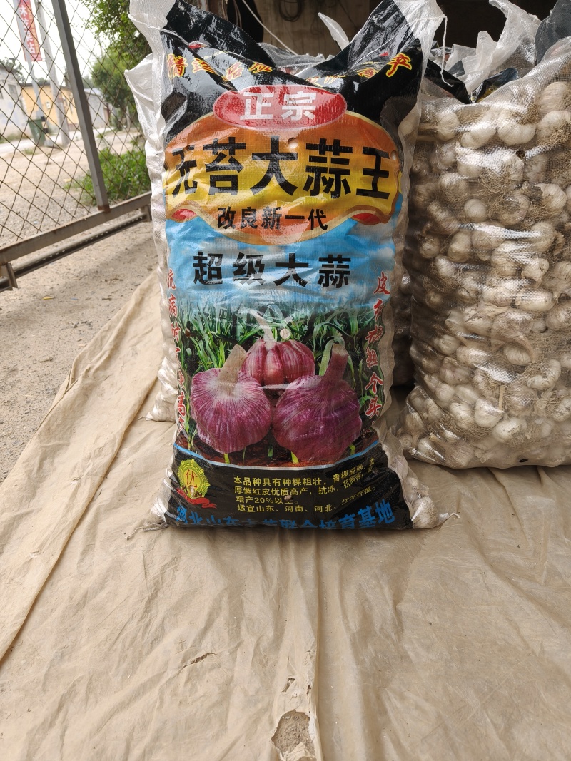 无苔大清课蒜种，质量很好，纯度真，质量很好，