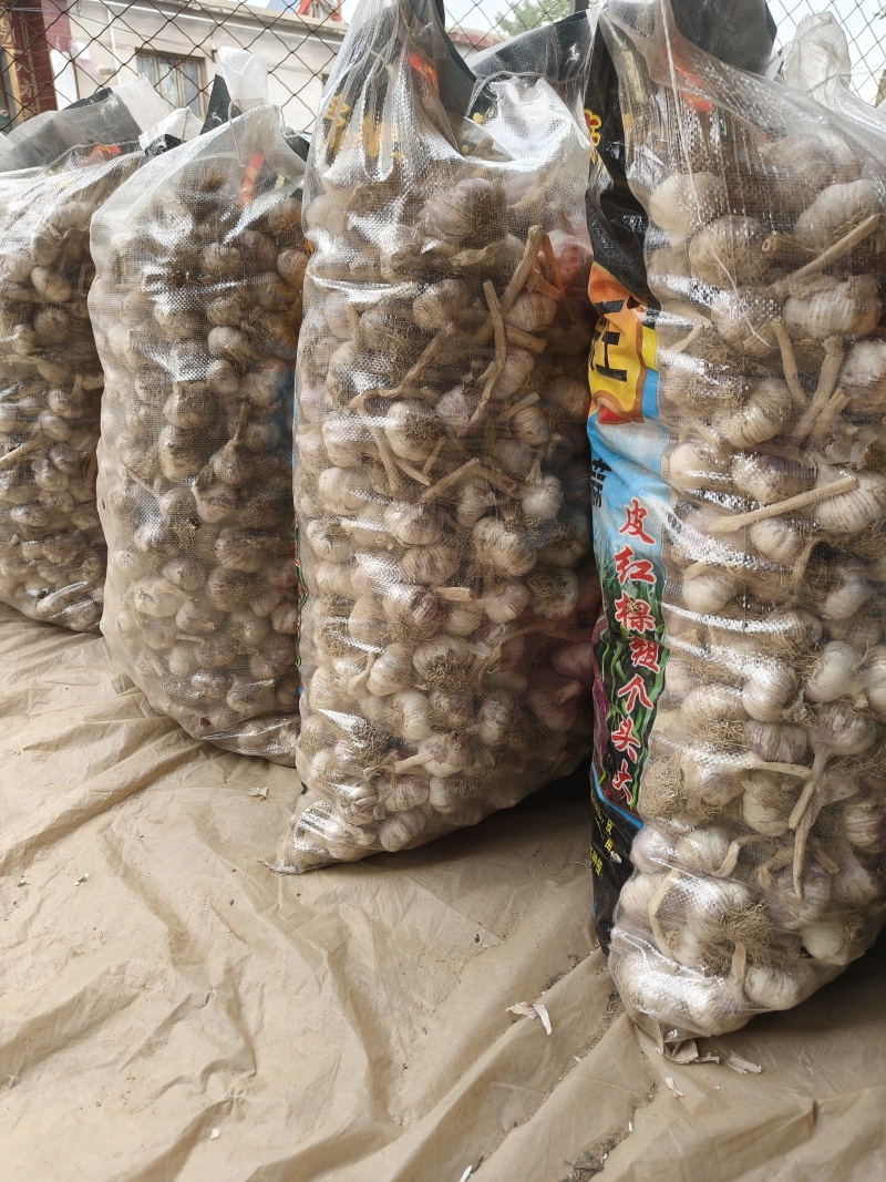 无苔大清课蒜种，质量很好，纯度真，质量很好，