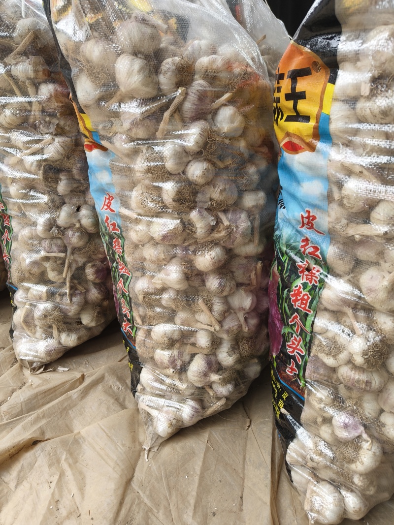 无苔大清课蒜种，质量很好，纯度真，质量很好，