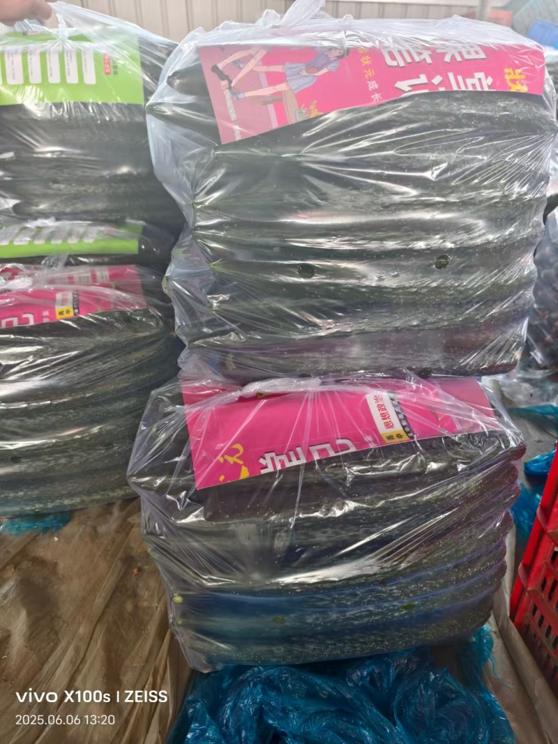 中国蔬菜第一县莘县精品万亩黄瓜，短把密刺通黑油亮鲜花