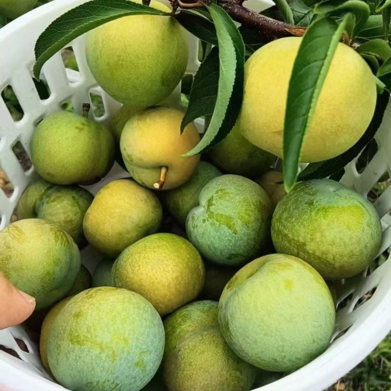 贵州六马蜂糖李