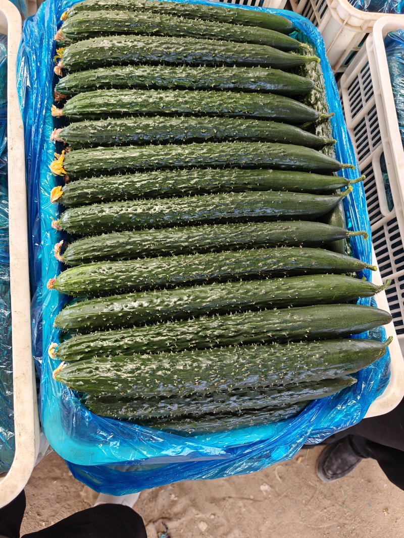 中国蔬菜第一县莘县精品万亩黄瓜，短把密刺通黑油亮鲜花