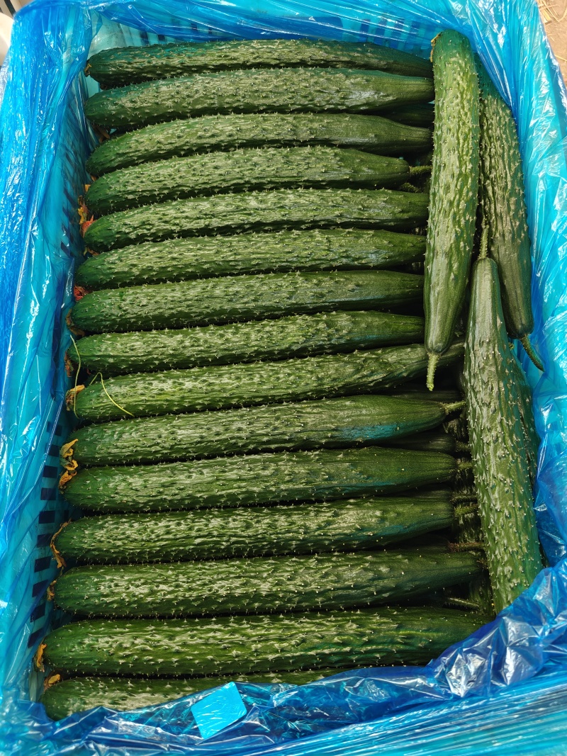 中国蔬菜第一县莘县精品万亩黄瓜，短把密刺通黑油亮鲜花