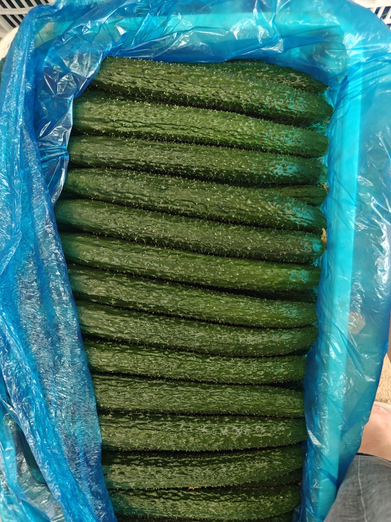 中国蔬菜第一县莘县精品万亩黄瓜，短把密刺通黑油亮鲜花