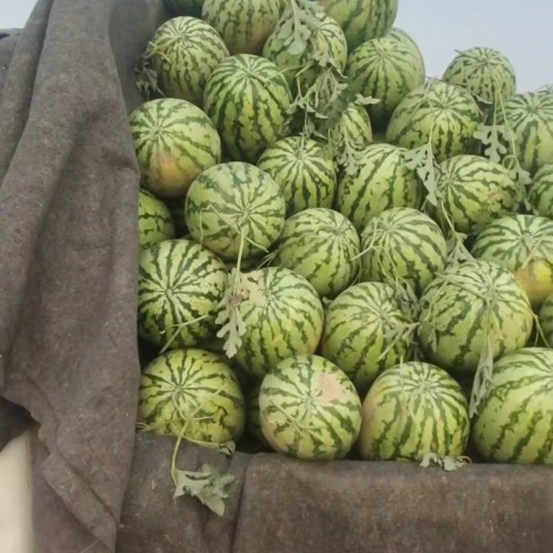 纯正沙土地西瓜，口感脆甜。自家自种。无买办。