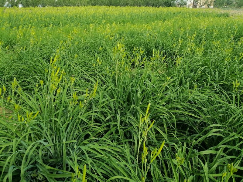 新鲜黄花菜现金针菜忘忧草渭南田间地头现供