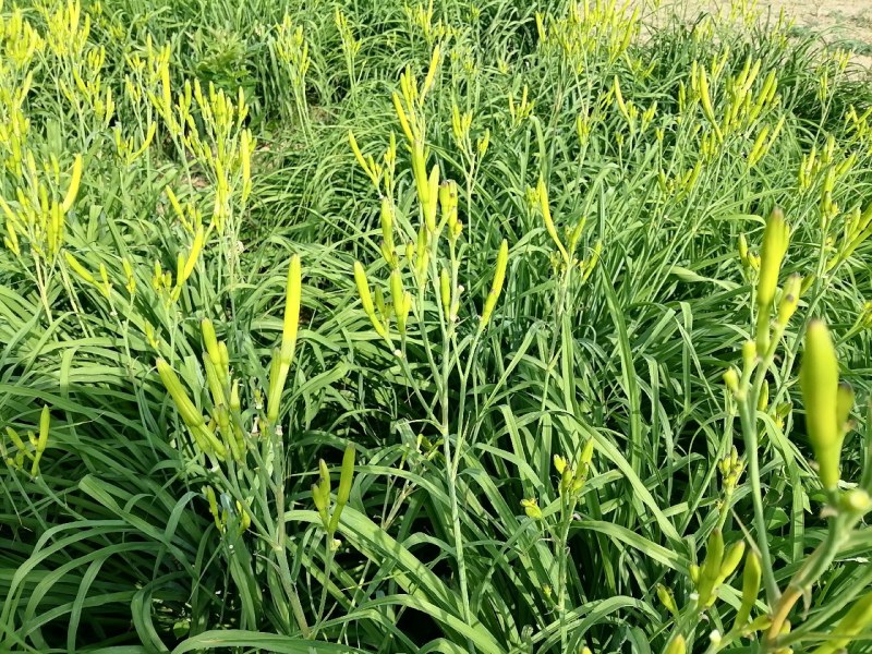 新鲜黄花菜现金针菜忘忧草渭南田间地头现供