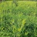新鲜黄花菜现金针菜忘忧草渭南田间地头现供