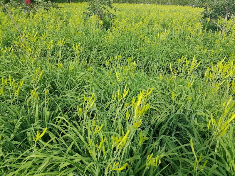 新鲜黄花菜现金针菜忘忧草渭南田间地头现供