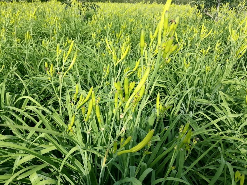 新鲜黄花菜现金针菜忘忧草渭南田间地头现供