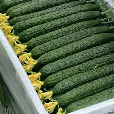 中国蔬菜第一县莘县精品万亩黄瓜，短把密刺通黑油亮鲜花