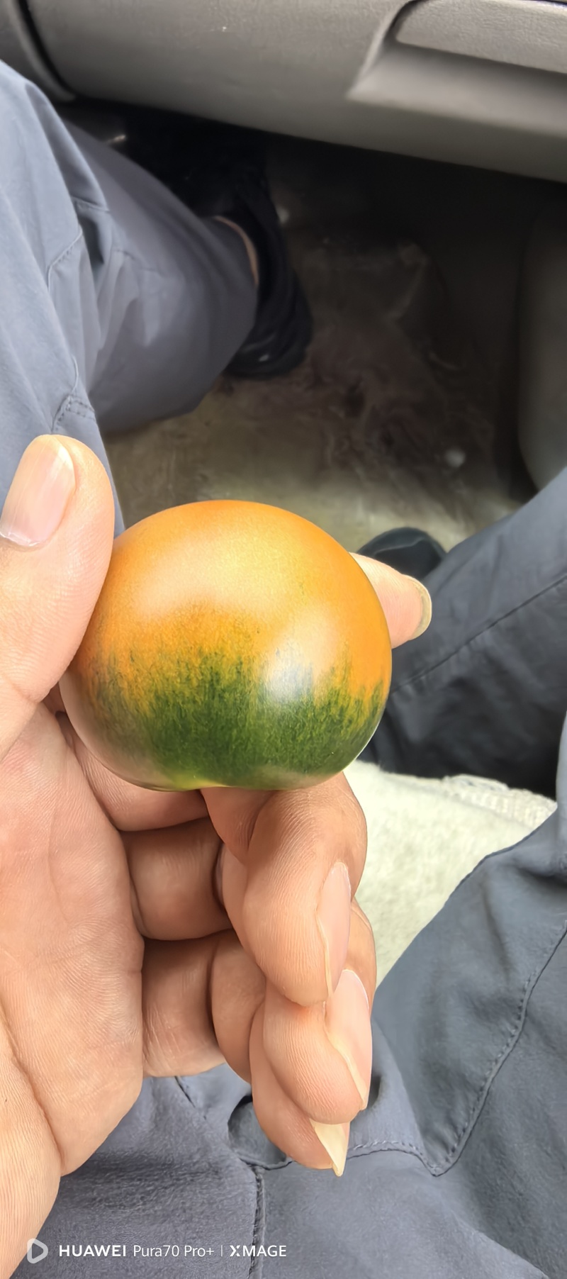 甘肃高海拔露天草莓西红柿，草莓番茄，全精品，全年供应