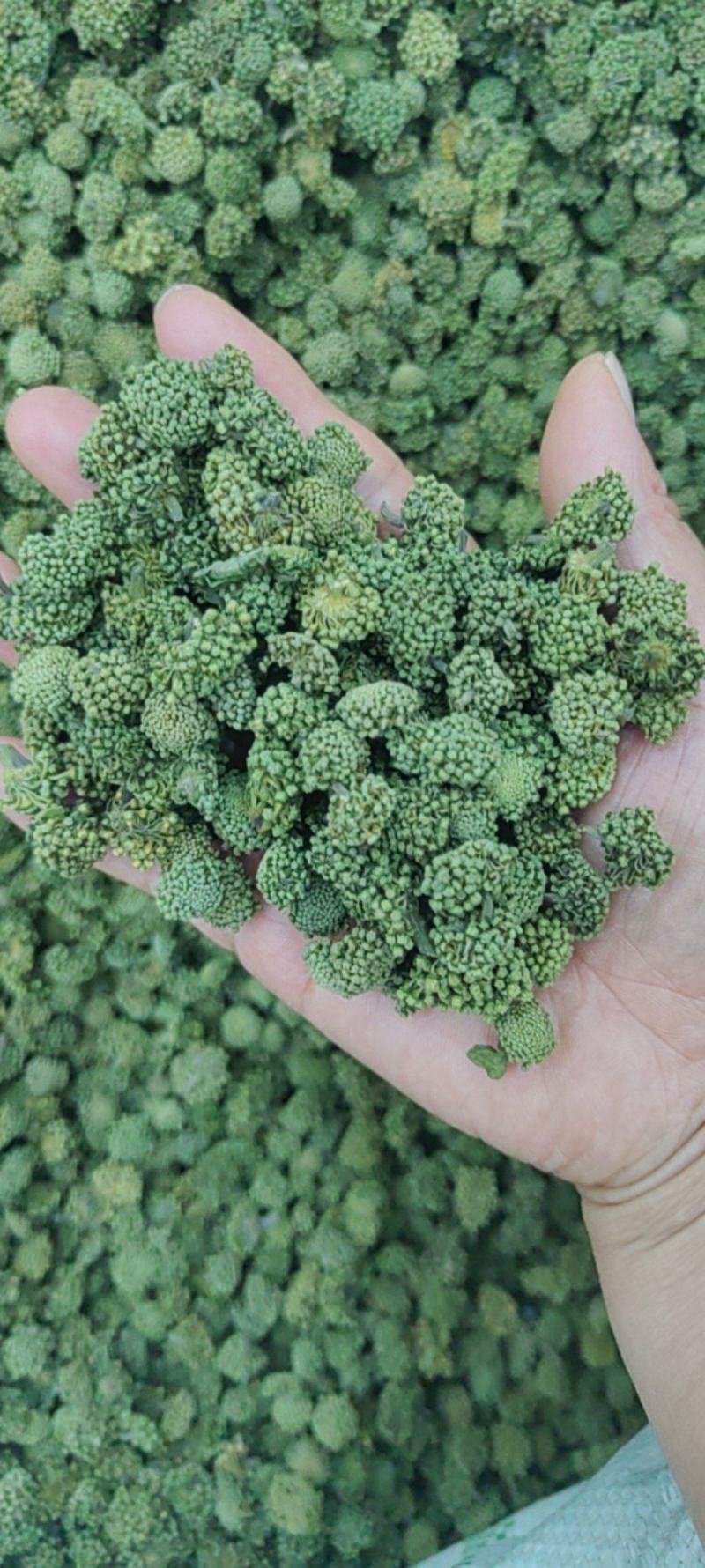 三七花批发价格