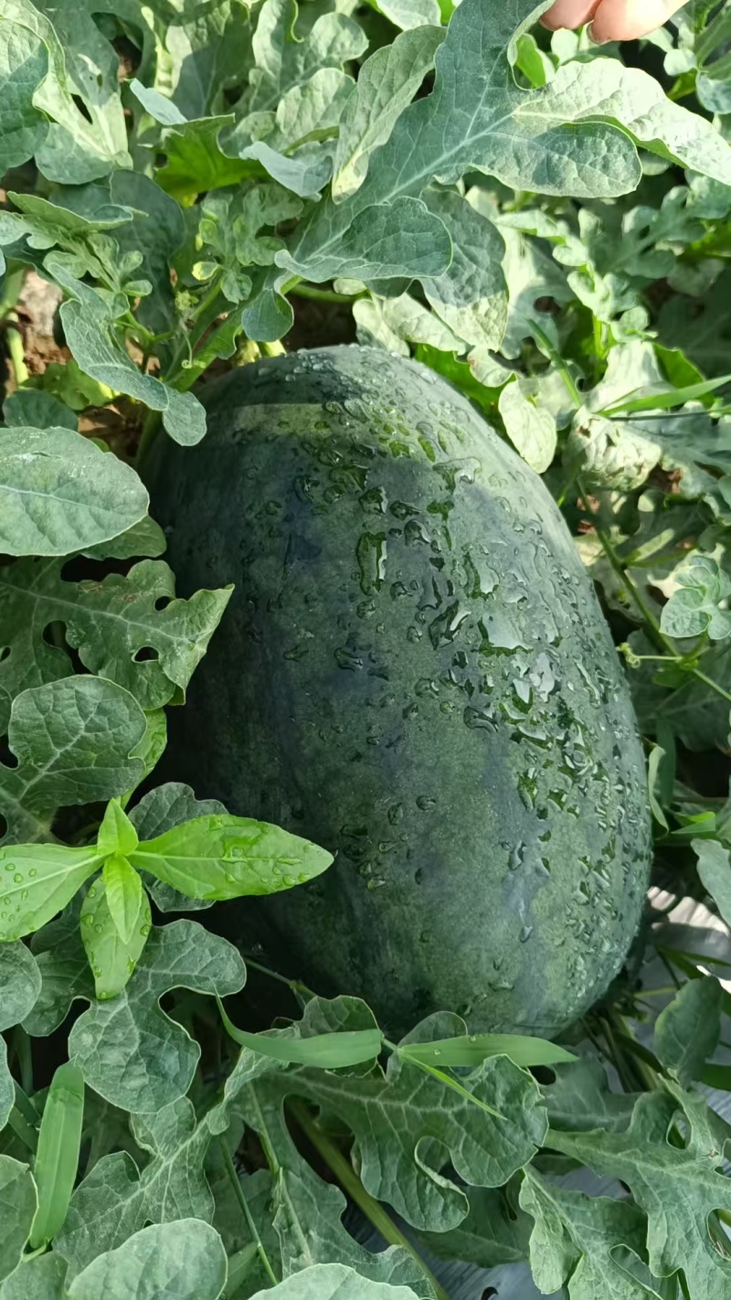 西瓜
