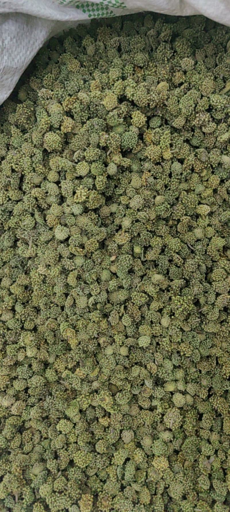 三七花批发价格