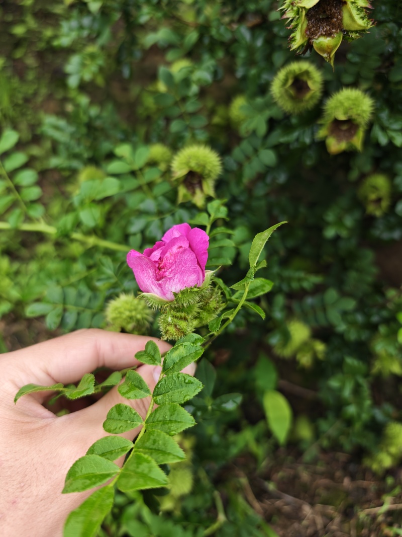 刺梨苗贵州刺梨贵龙5号刺梨苗圃现货速发贵州