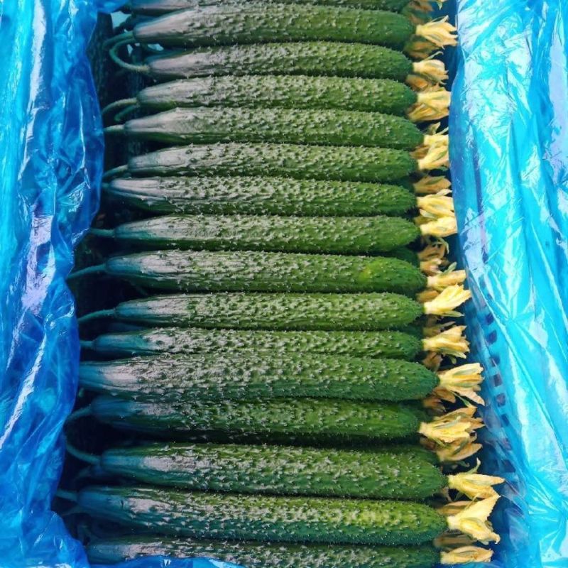 中国蔬菜第一县莘县精品万亩黄瓜，短把密刺通黑油亮鲜花