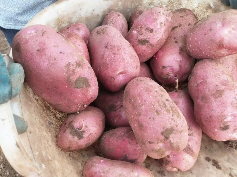 【优质推荐】青薯9号土豆大量有货量大从优价格美丽欢迎咨询