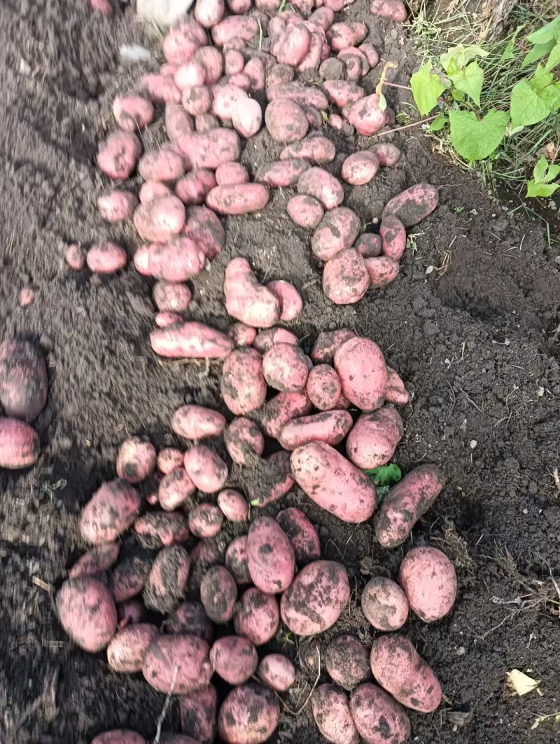【优质推荐】青薯9号土豆大量有货量大从优价格美丽欢迎咨询