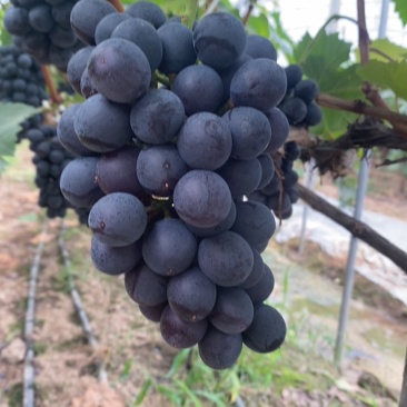 南太湖特早，夏黑葡萄已熟，欢迎大家前来采摘
