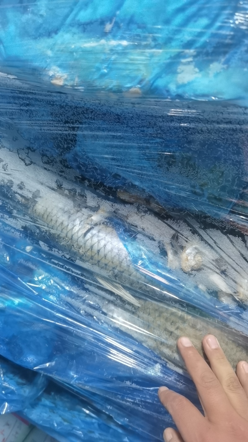 饲料鱼淡水饲料鱼白鲢鲫鱼草鱼白条