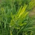 新鲜黄花菜现金针菜忘忧草渭南田间地头现供
