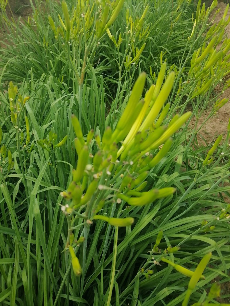 新鲜黄花菜现金针菜忘忧草渭南田间地头现供
