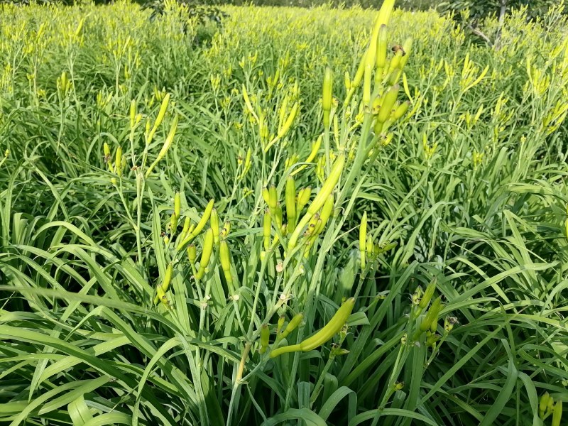 新鲜黄花菜现金针菜忘忧草渭南田间地头现供