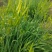 新鲜黄花菜现金针菜忘忧草渭南田间地头现供