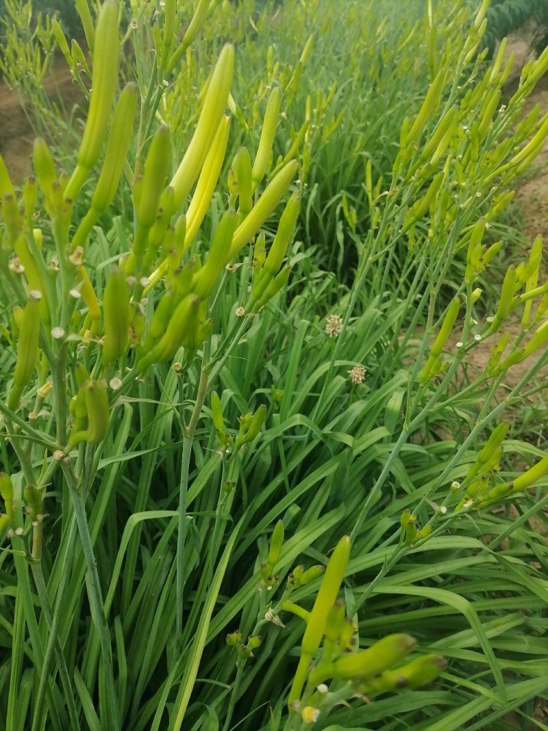 新鲜黄花菜现金针菜忘忧草渭南田间地头现供