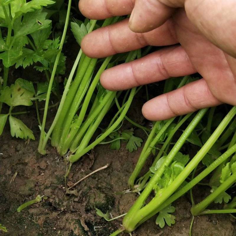 法国皇后芹菜苗大量有货产地直销大量有货