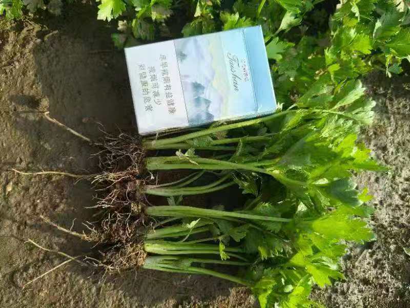 法国皇后芹菜苗大量有货产地直销大量有货