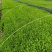 法国皇后芹菜苗大量有货产地直销大量有货