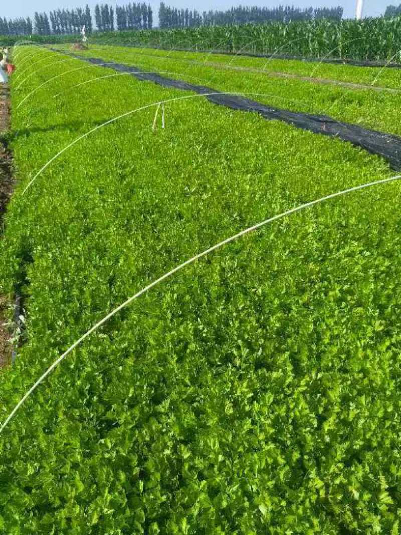 法国皇后芹菜苗大量有货产地直销大量有货