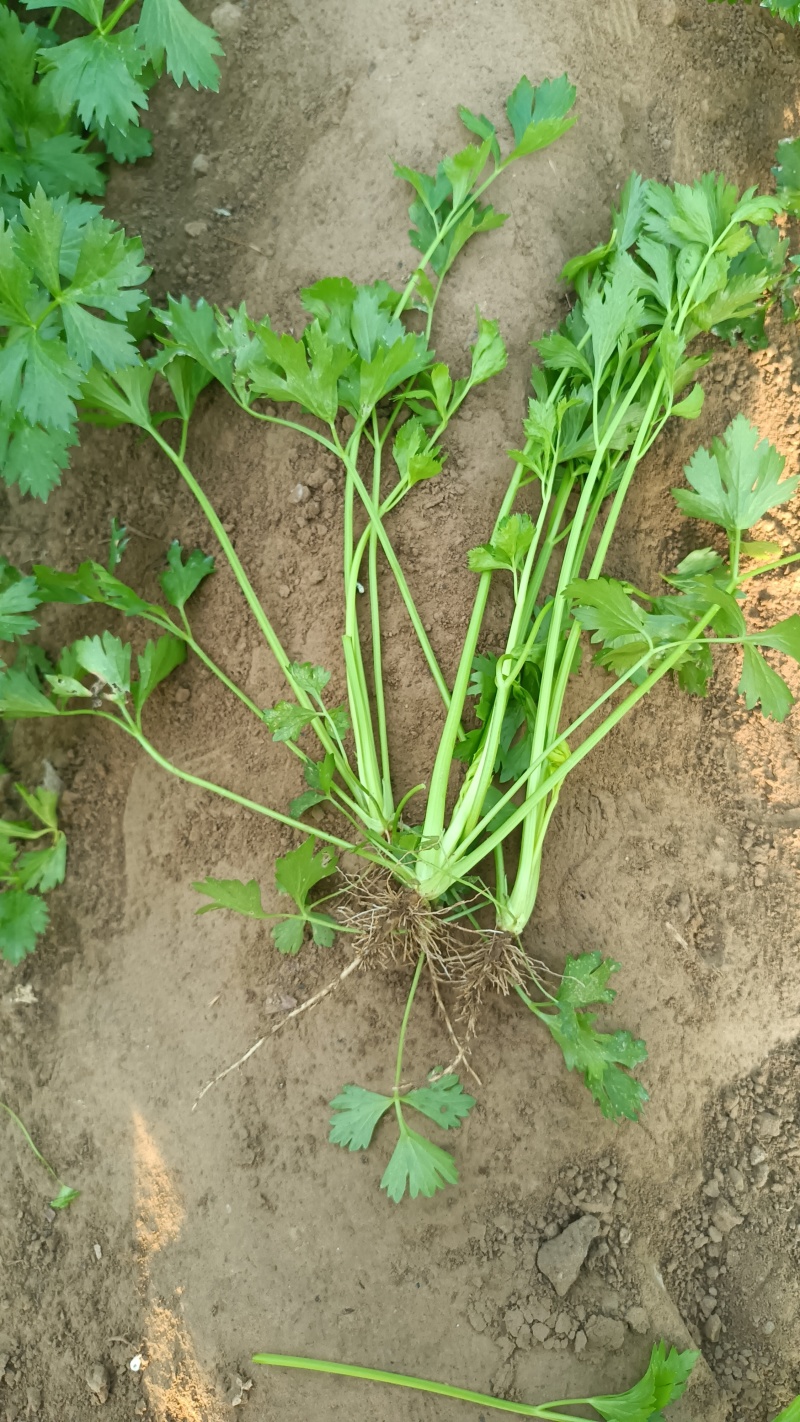 法国皇后芹菜苗大量有货产地直销大量有货