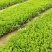 法国皇后芹菜苗大量有货产地直销大量有货