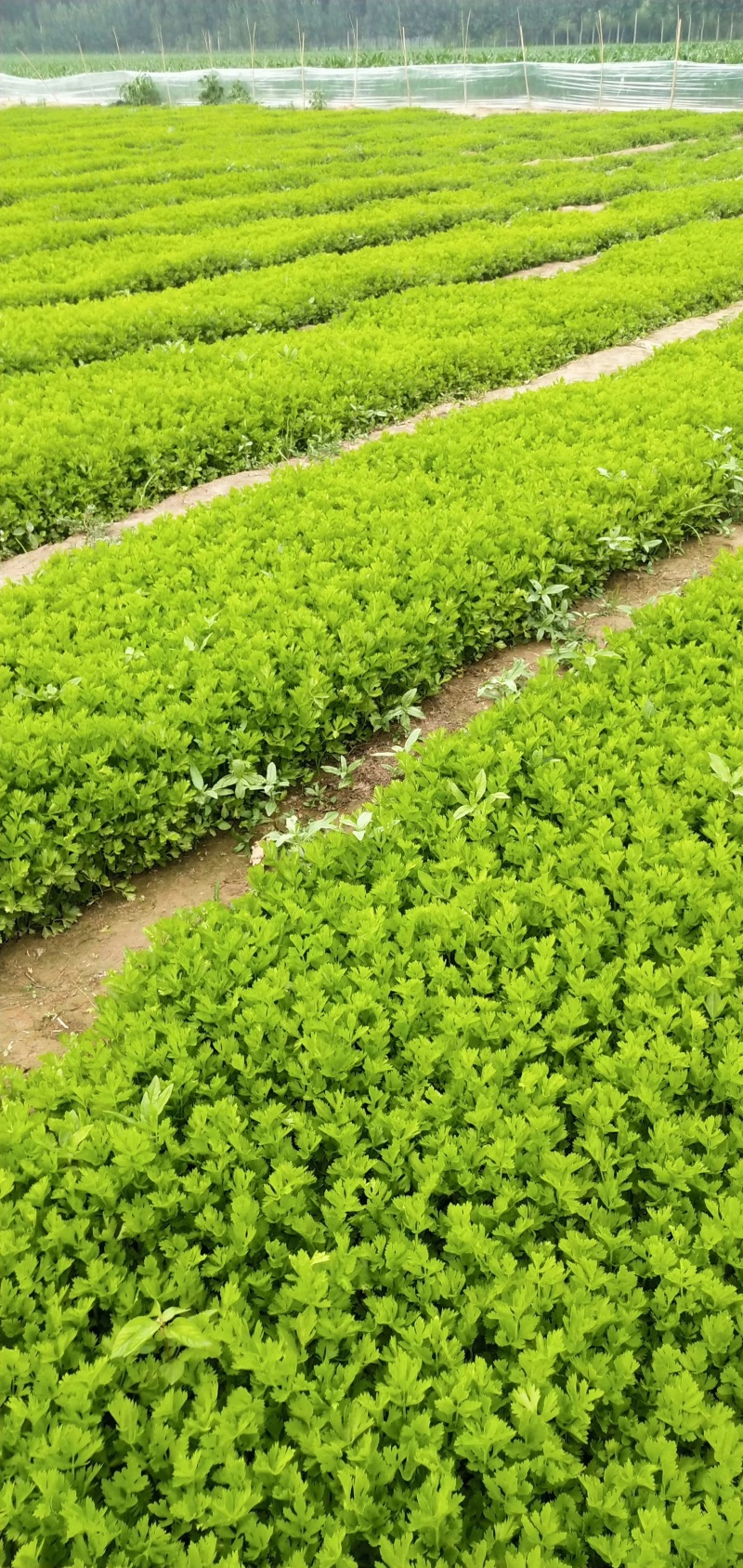 法国皇后芹菜苗大量有货产地直销大量有货
