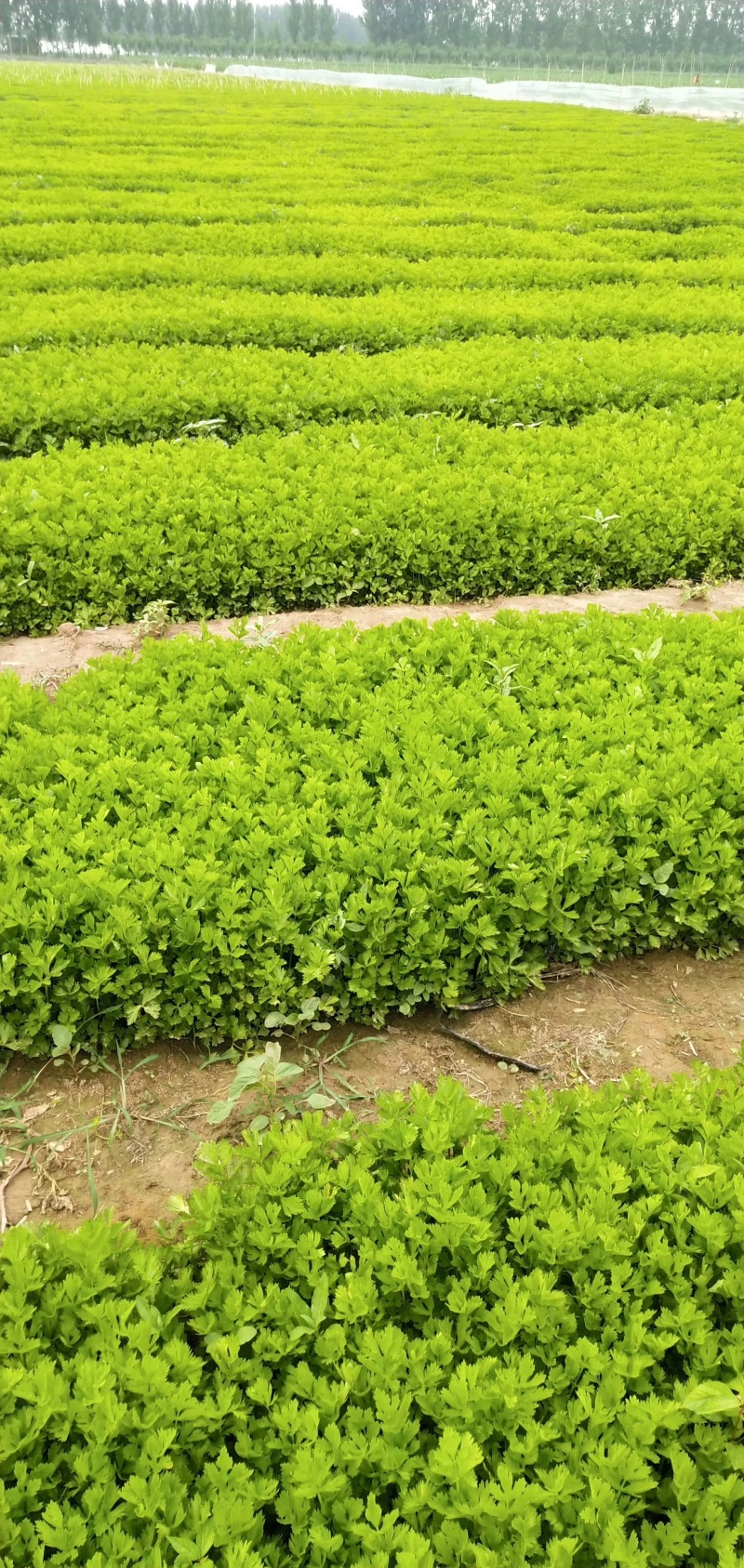 法国皇后芹菜苗大量有货产地直销大量有货
