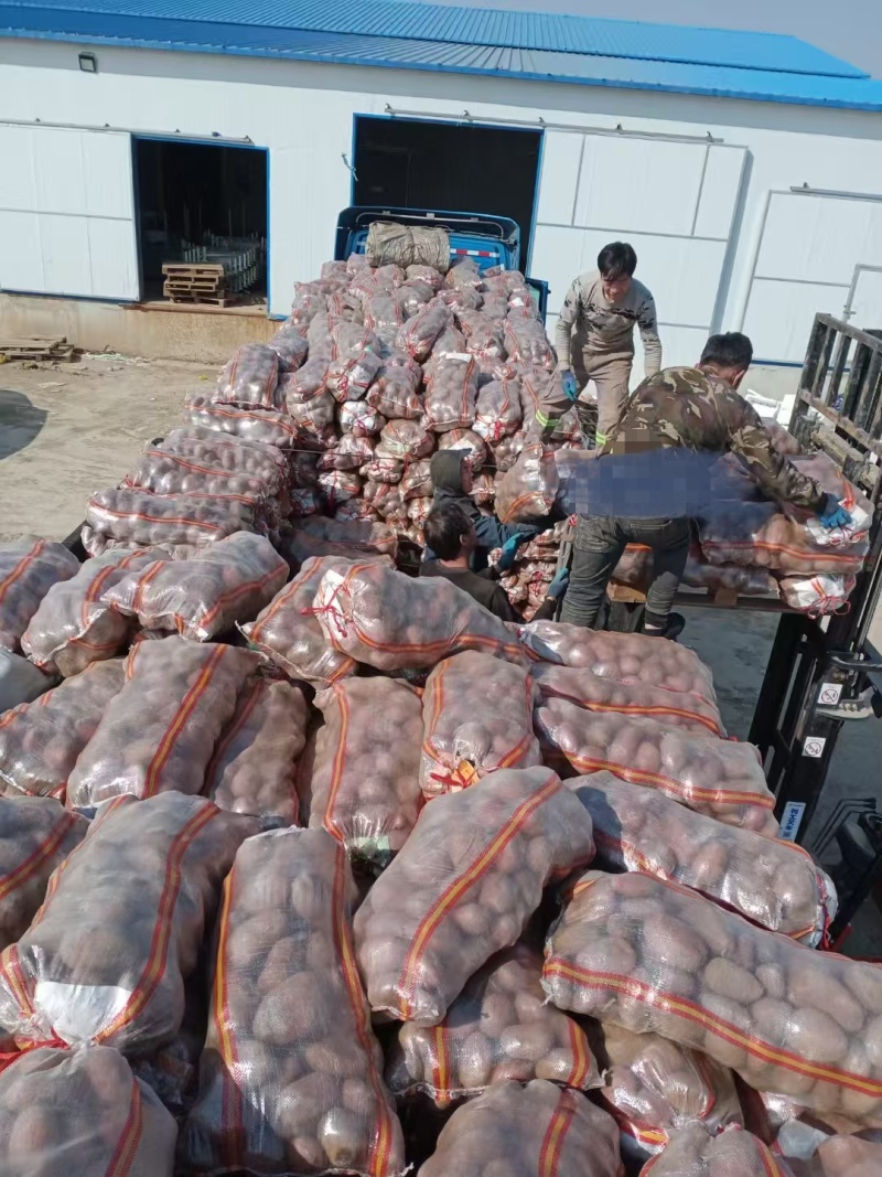 【优质推荐】青薯9号土豆大量有货量大从优价格美丽欢迎咨询