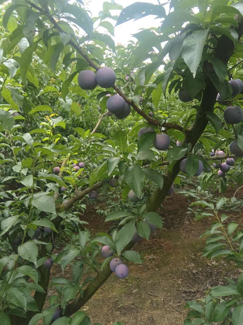 李子