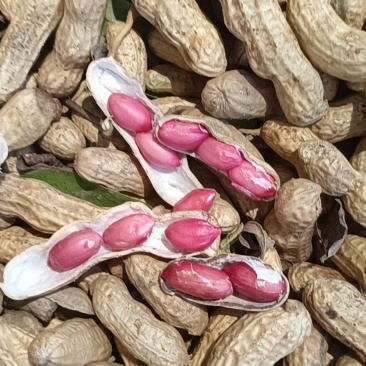 湖北鲜花生四粒红鲜花生小白沙红米鲜花生产地直销