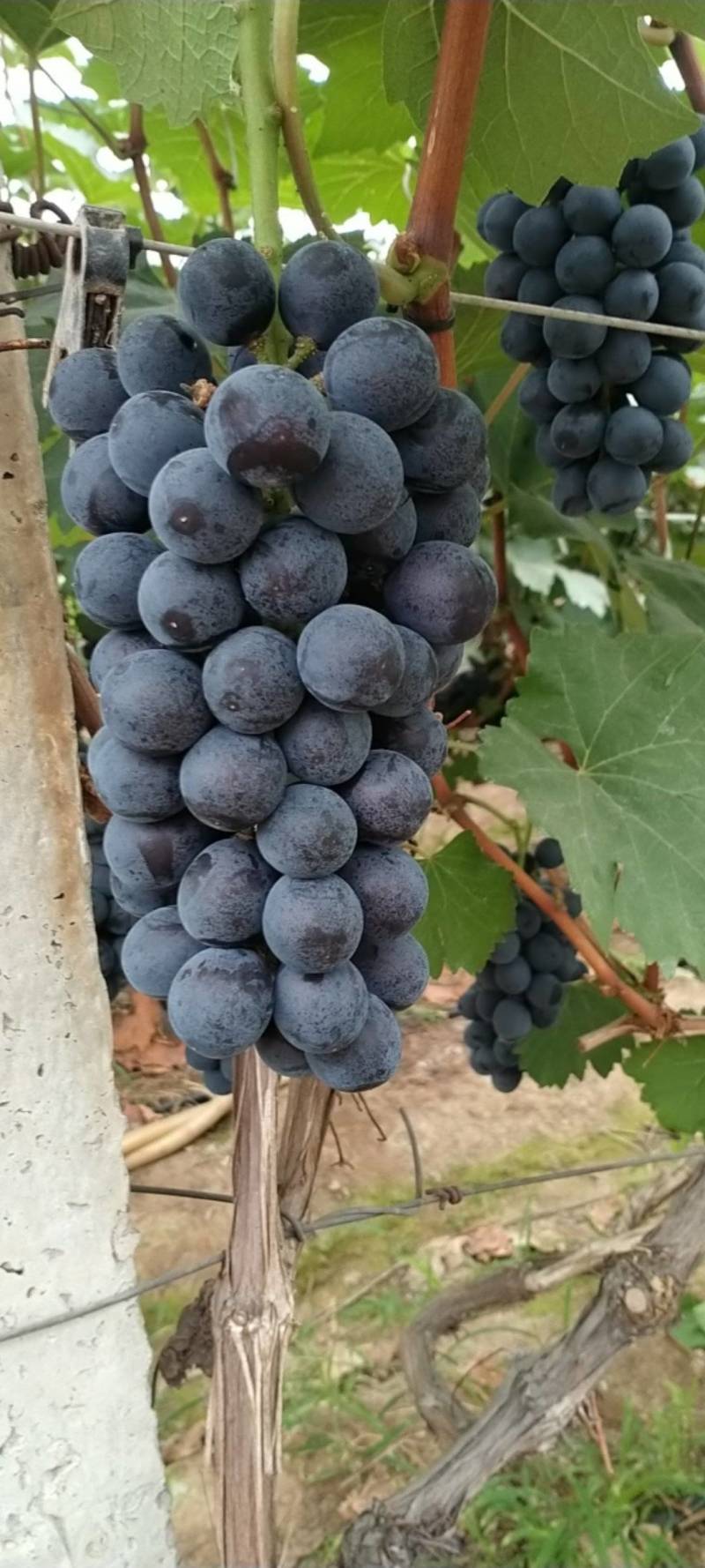 夏黑葡萄大量有货