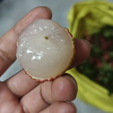 10万斤仙进奉荔枝