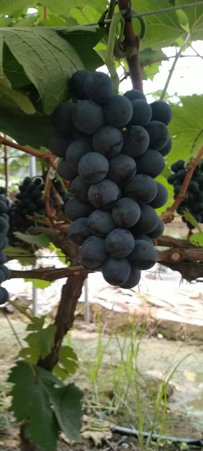 夏黑葡萄大量有货