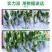 压盐消碱盐碱土壤改良剂盐碱克星除盐碱消板结提高出苗率降解